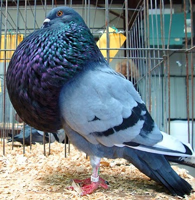 gaditano-pouter-pigeon-1.jpg